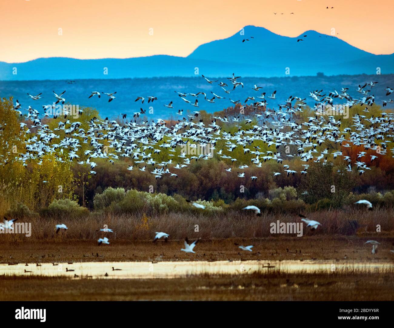Herde von Schneeggänsen, Soccoro, New Mexico, USA Stockfoto