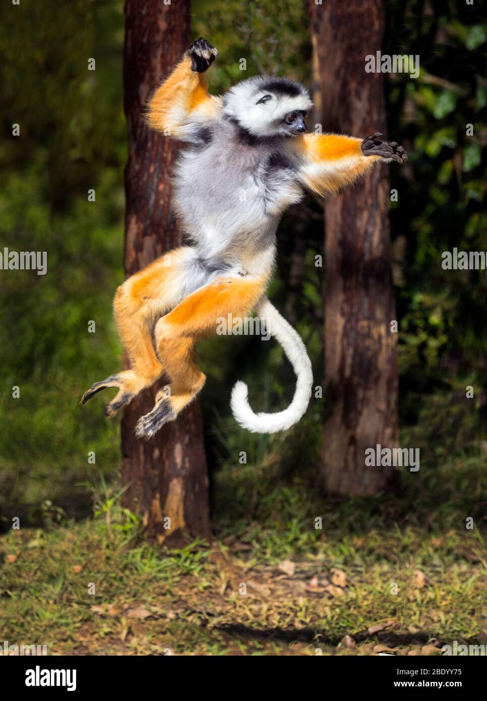 Blick auf den goldenen Diademed Sifaka (Propithecus diadema) springen, Madagaskar Stockfoto