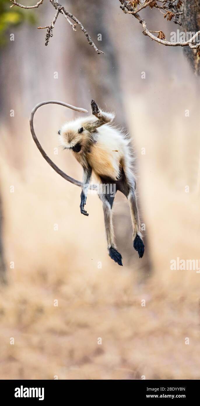 Springender Languräffchen, Indien Stockfoto