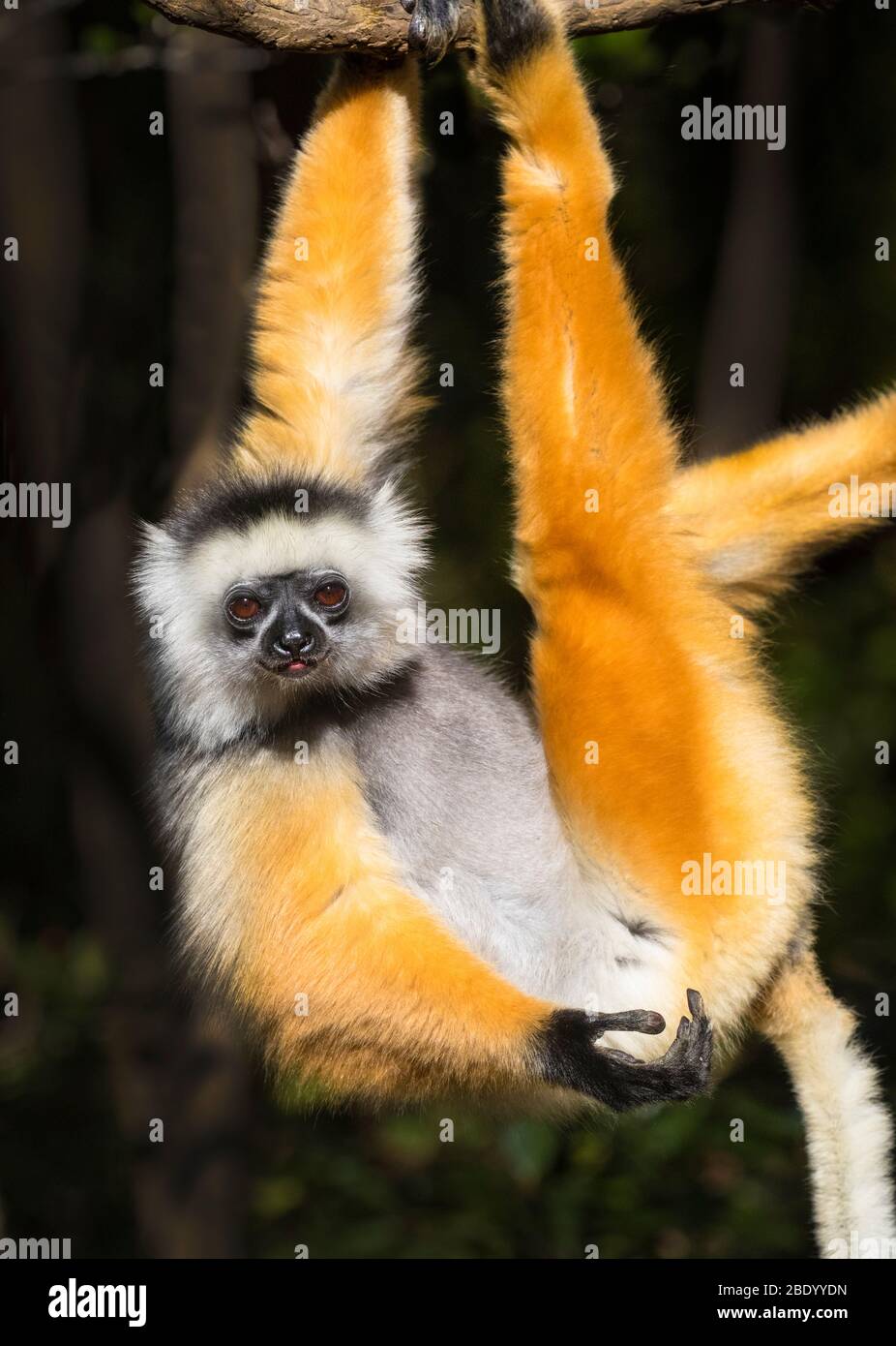 Goldener Diademed sifaka (Propithecus diadema), an Ast hängend, Madagaskar Stockfoto