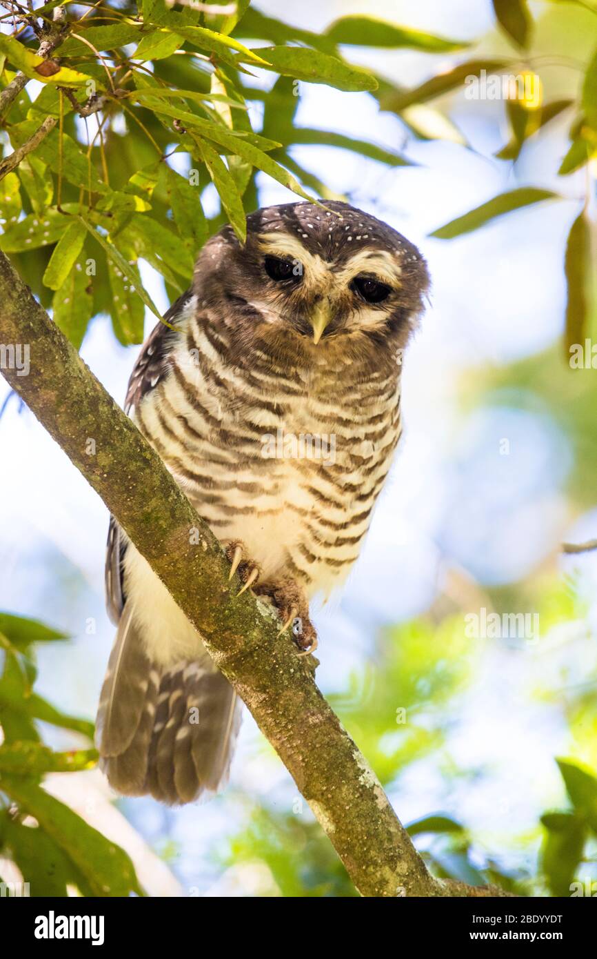 Eule auf Ast, Madagaskar Stockfoto