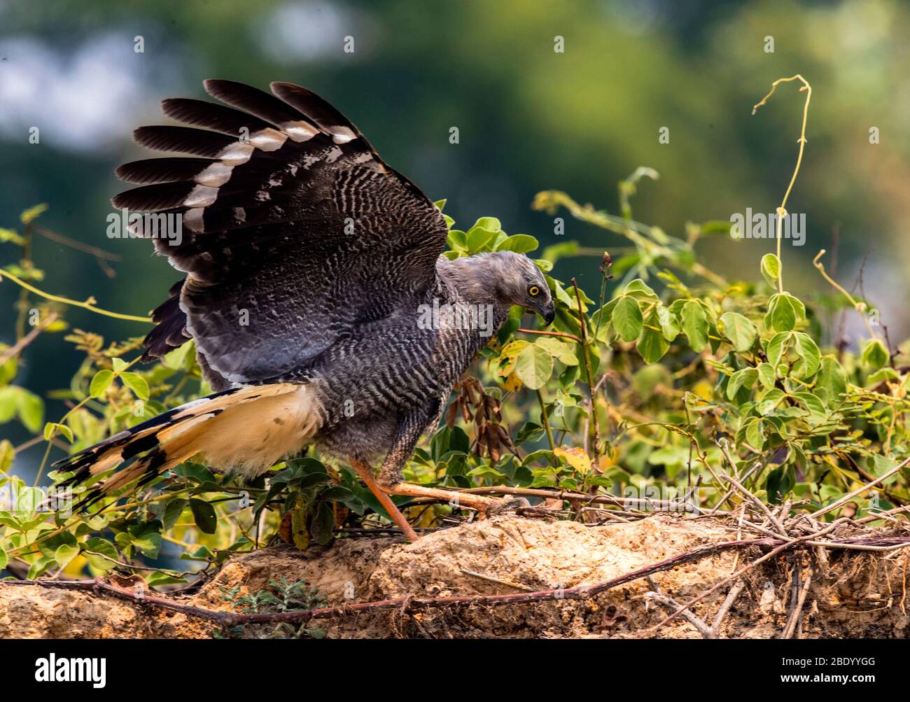 Kranich (Geranospiza caerulescens), Pantanal, Brasilien Stockfoto