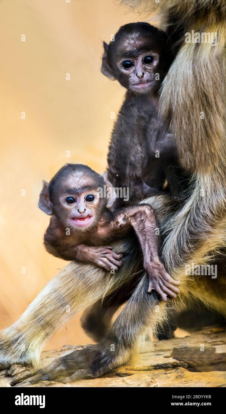 Säuglingsaffen in Nahaufnahme, Indien Stockfoto