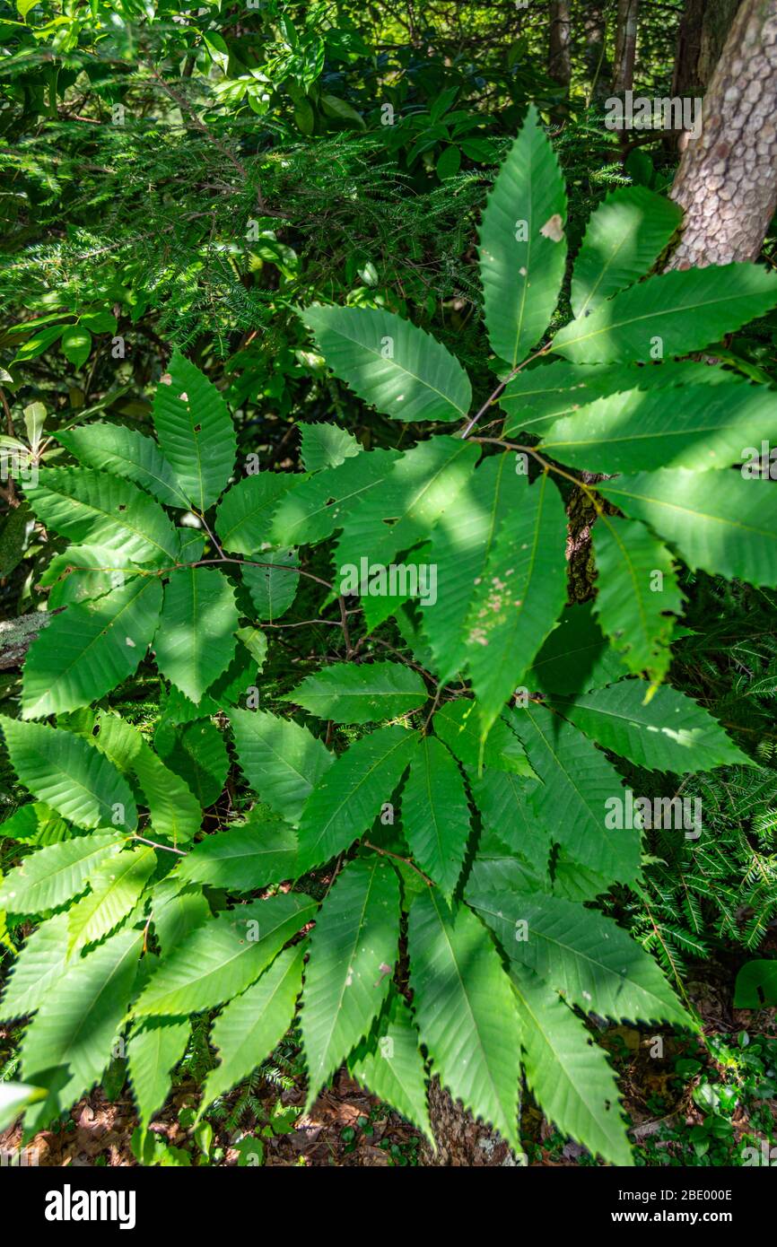 Blätter eines amerikanischen Kastanienbaums Stockfoto