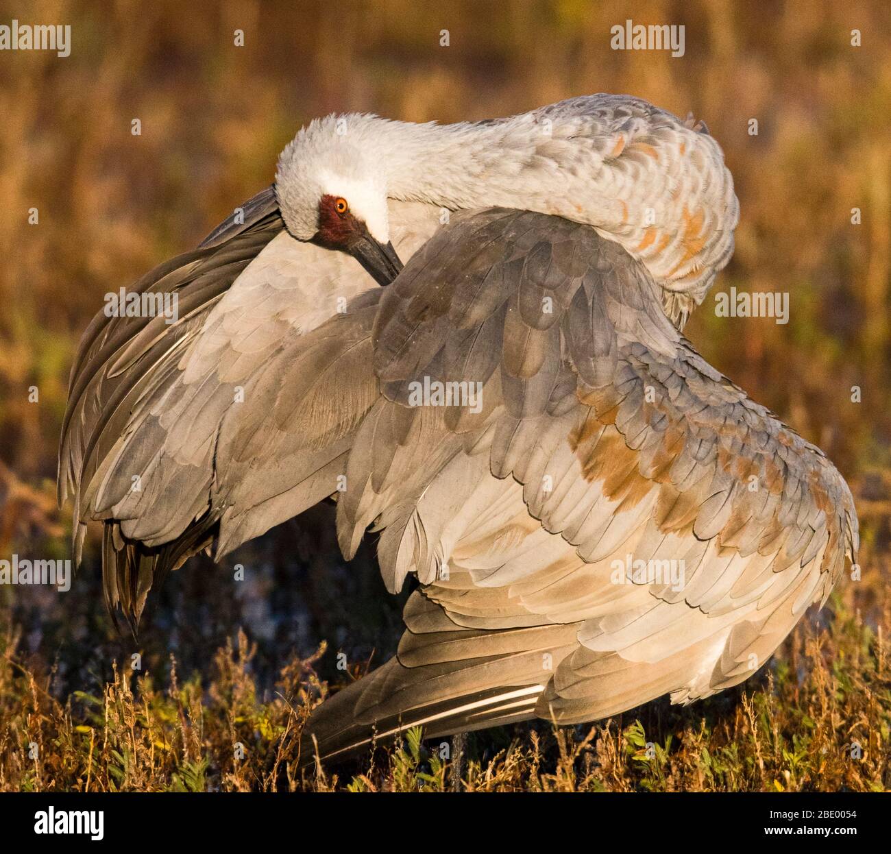Nahaufnahme eines Sandschanzenkrans, Socorro, New Mexico, USA Stockfoto