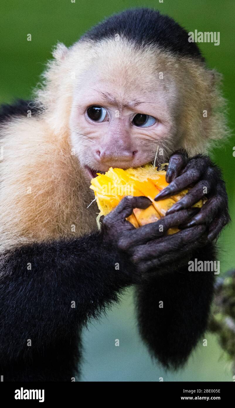 Nahaufnahme des Kapuzineraffen, der isst, Costa Rica Stockfoto
