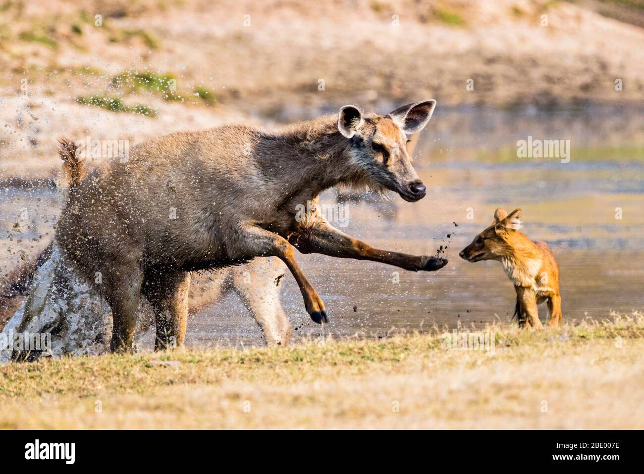 Dhole (Wildhunde in Indien gefunden) Jagd Sambar, Indien Stockfoto