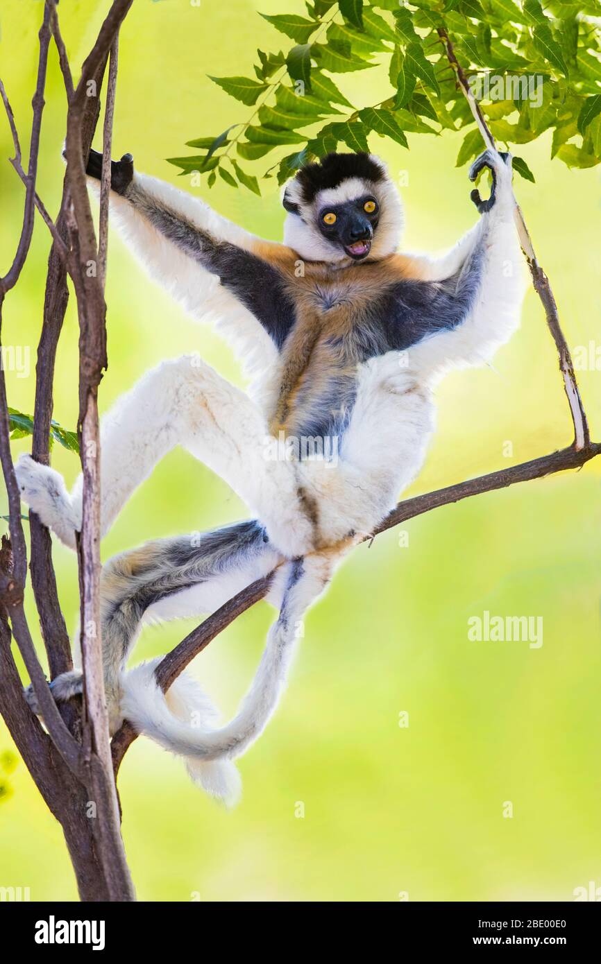 Verreauxs sifaka (Propithecus verreauxi) oder tanzender Sifaka auf Baum, Madagaskar Stockfoto