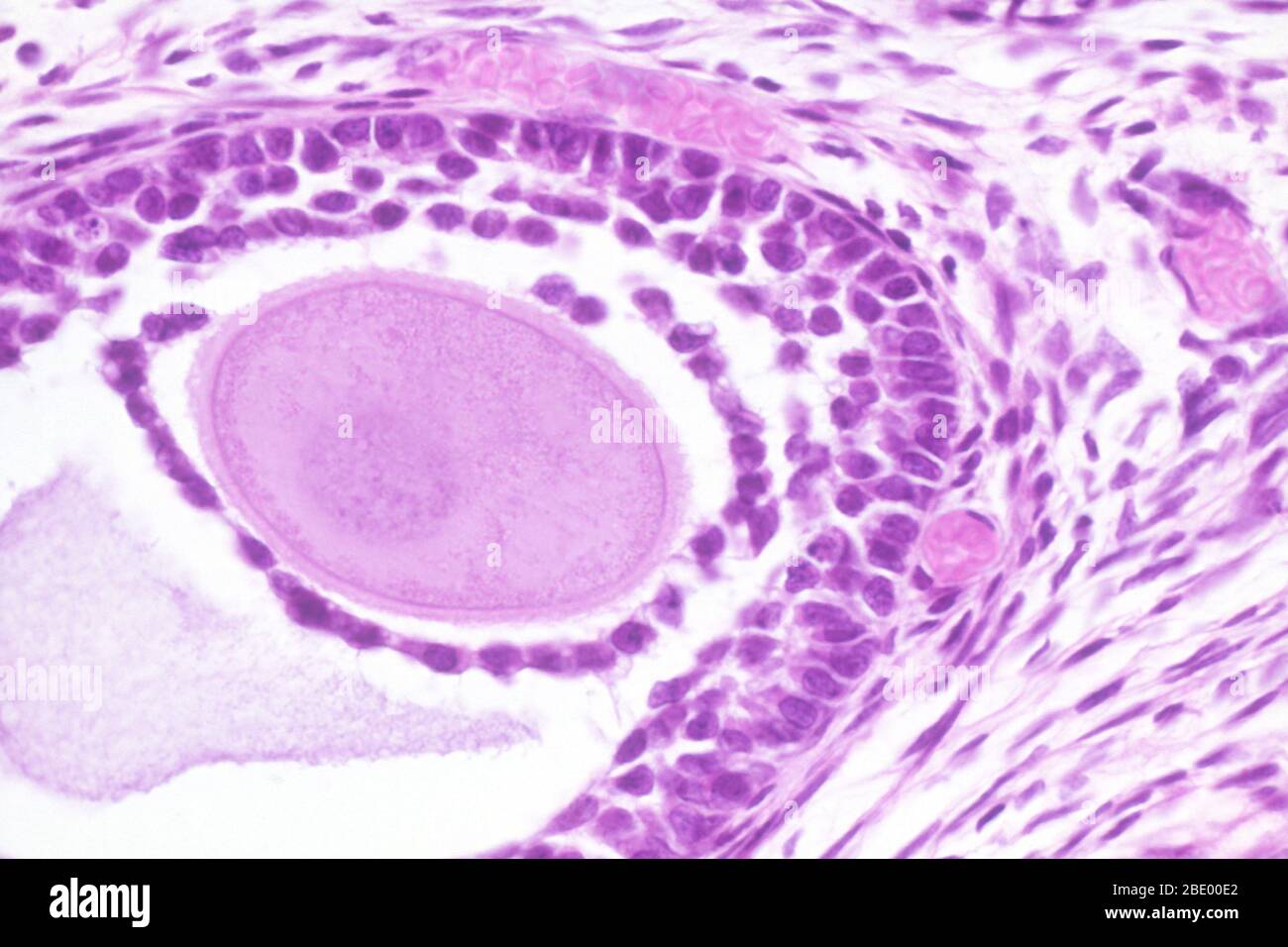 Eierstock Der Katze Stockfoto