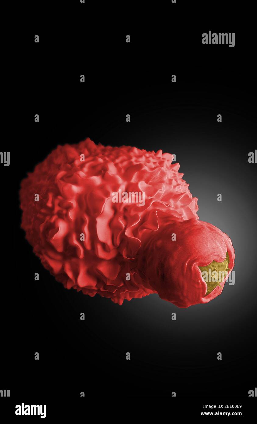 Dendritischen Zellen Engulfing HIV-infizierte T-Zell Stockfoto