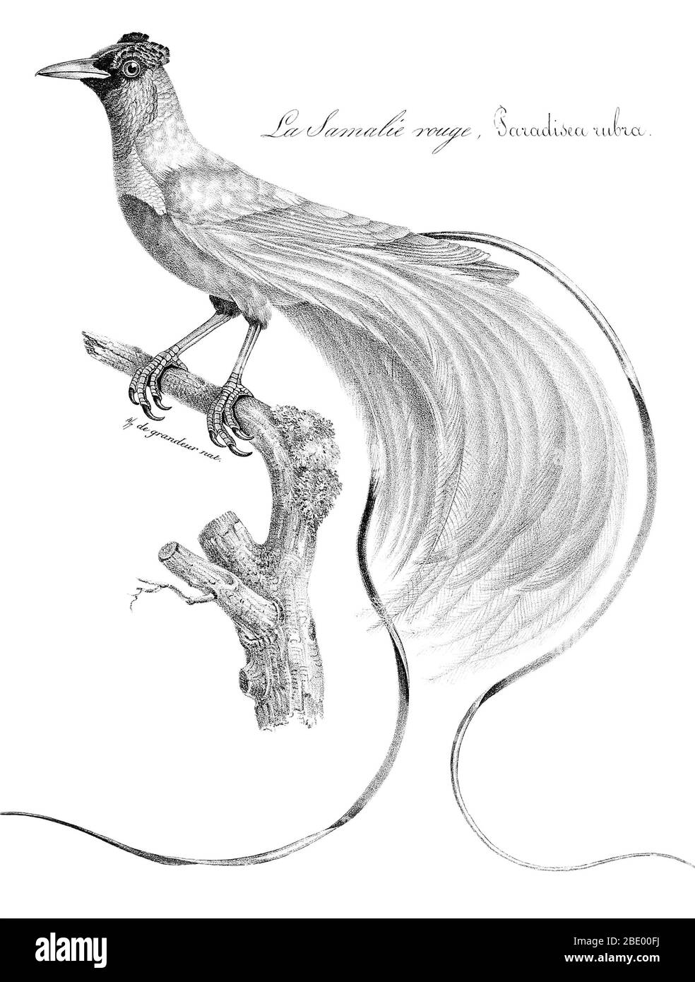 Roter Paradiesvogel Stockfoto