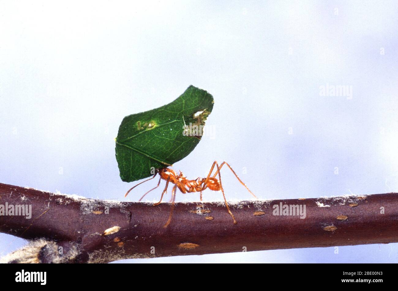 Blattschneidemant mit Blatt Stockfoto