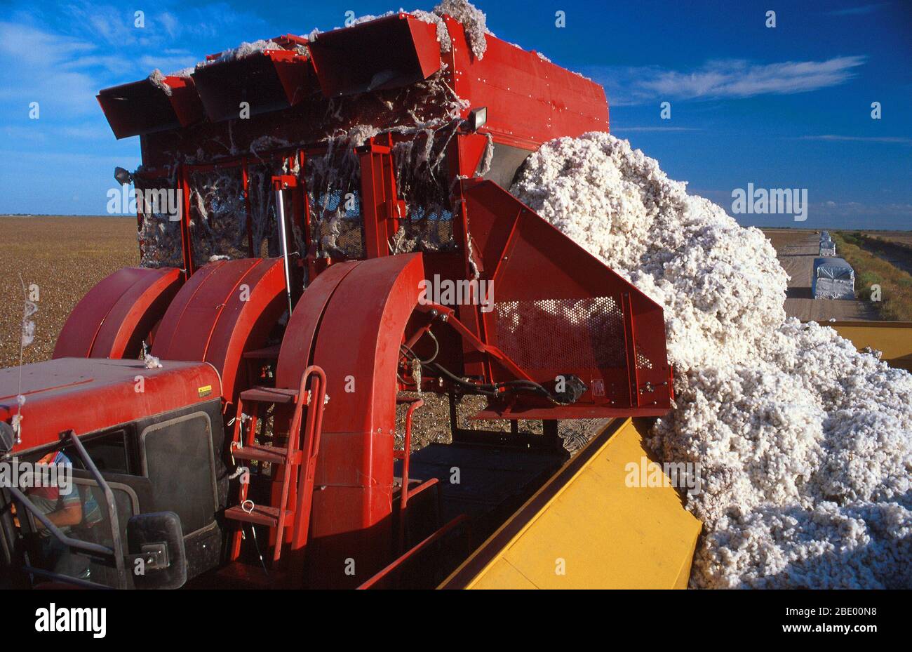 Baumwollernte Stockfoto