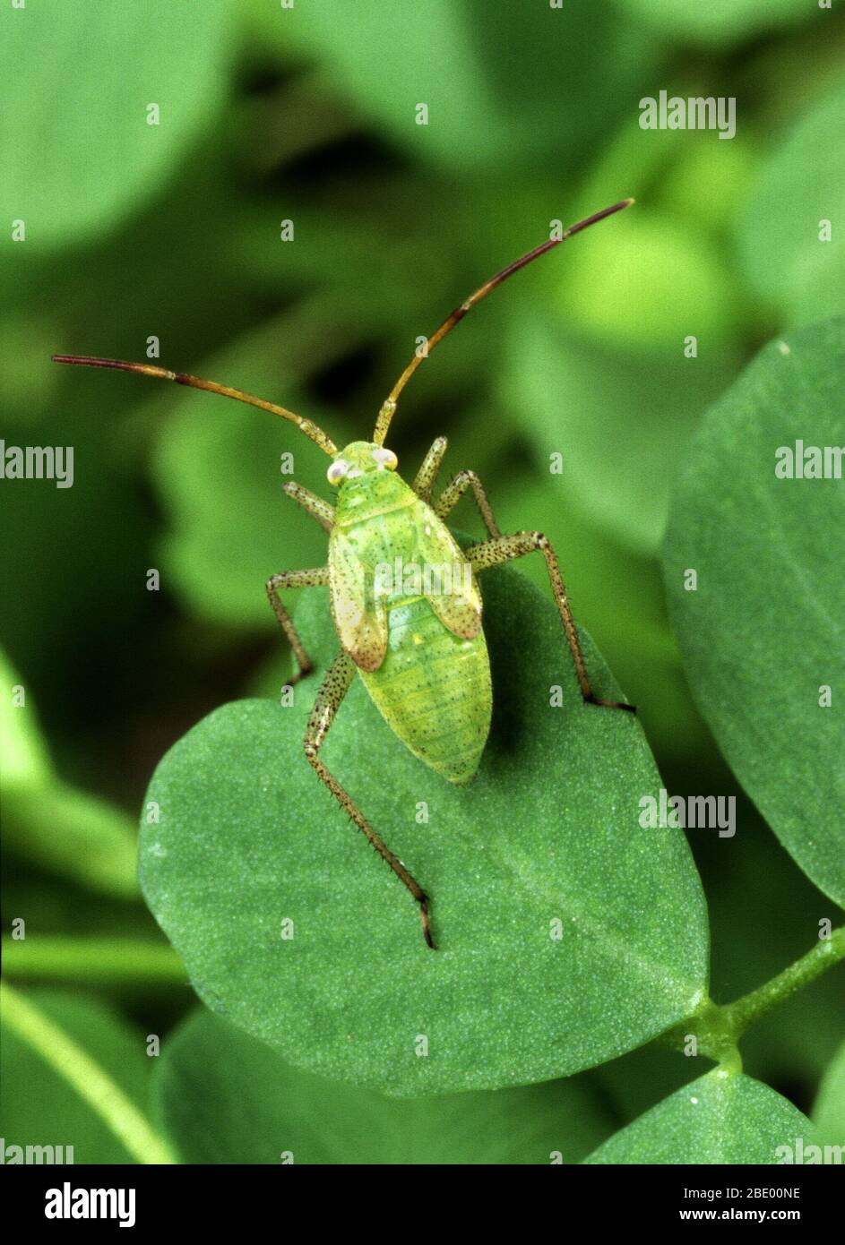 Fehler In Der Alfalfa-Pflanze Stockfoto