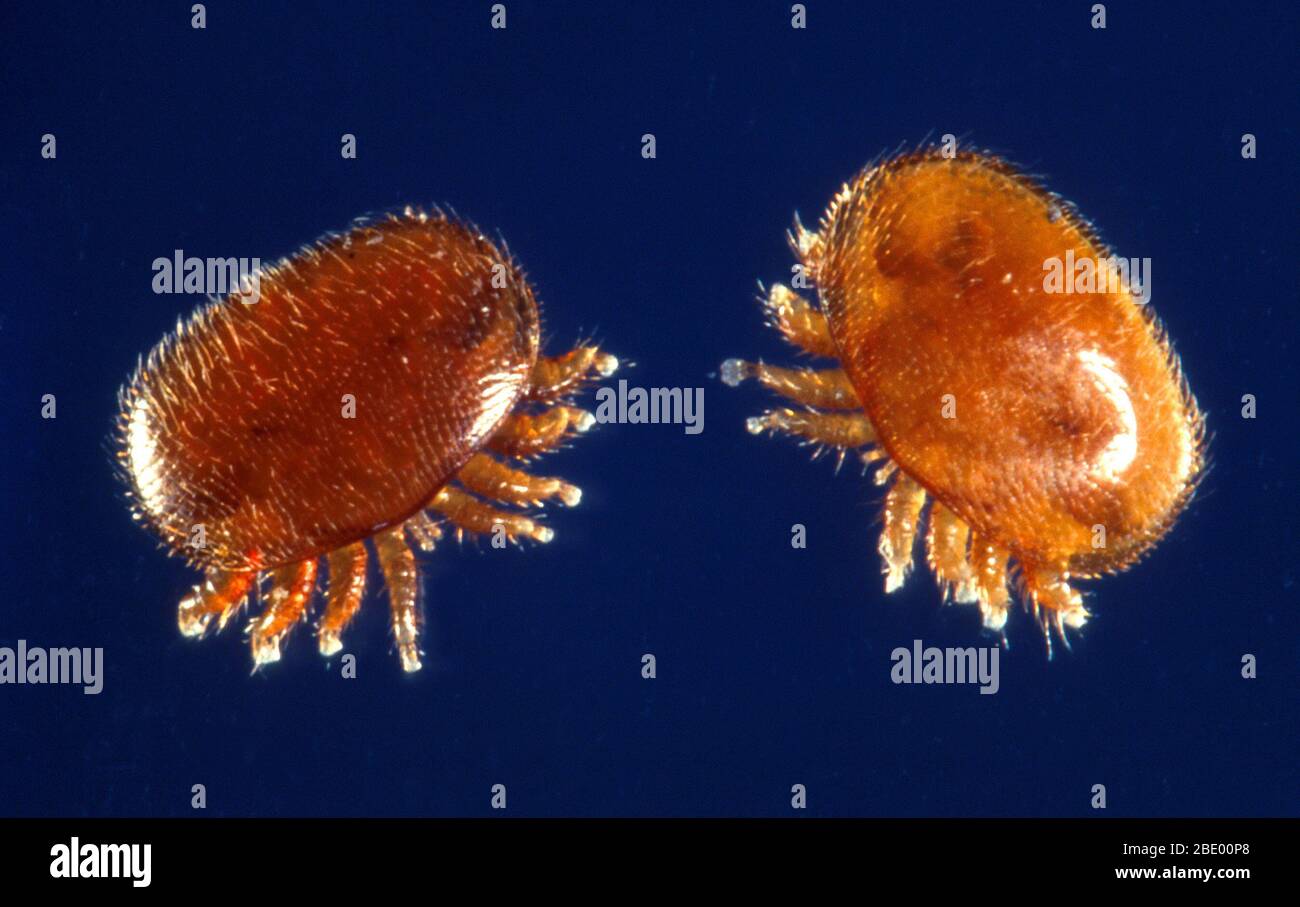 Varroa Milben Stockfoto