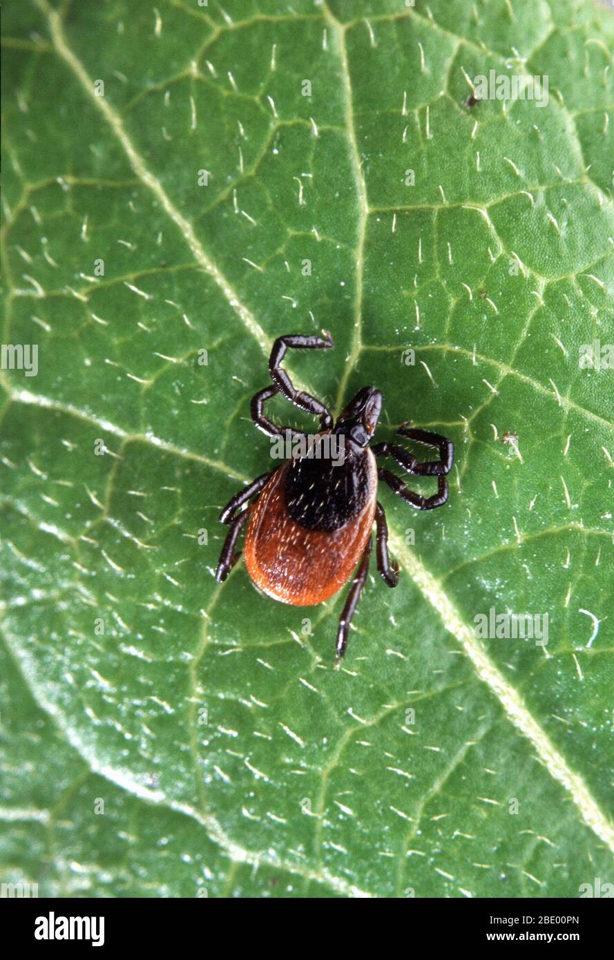 Hirsch tickt Stockfoto