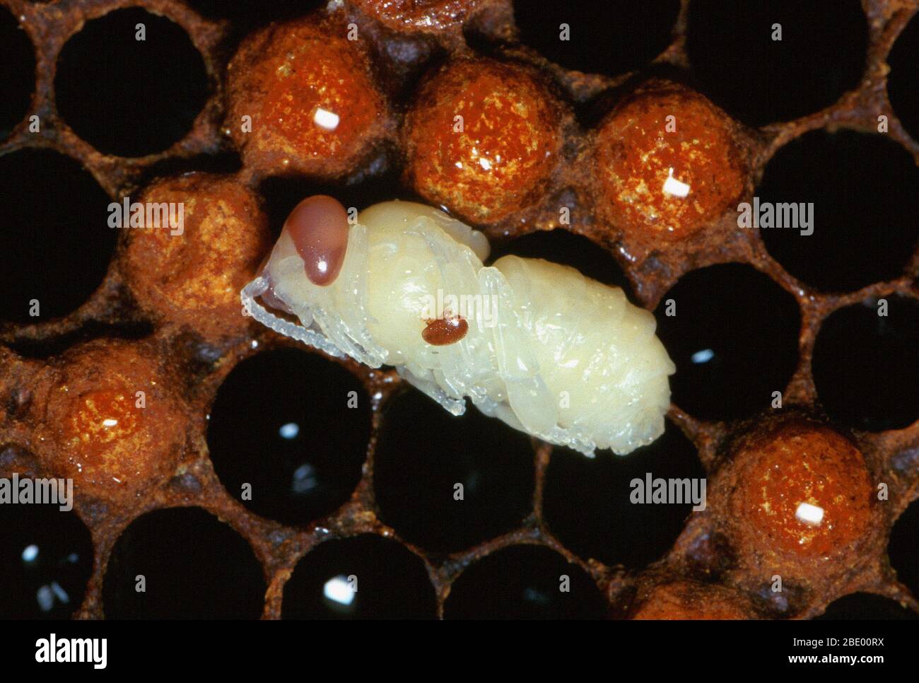 Varroa Milbe auf Honigbienenpuppe Stockfoto