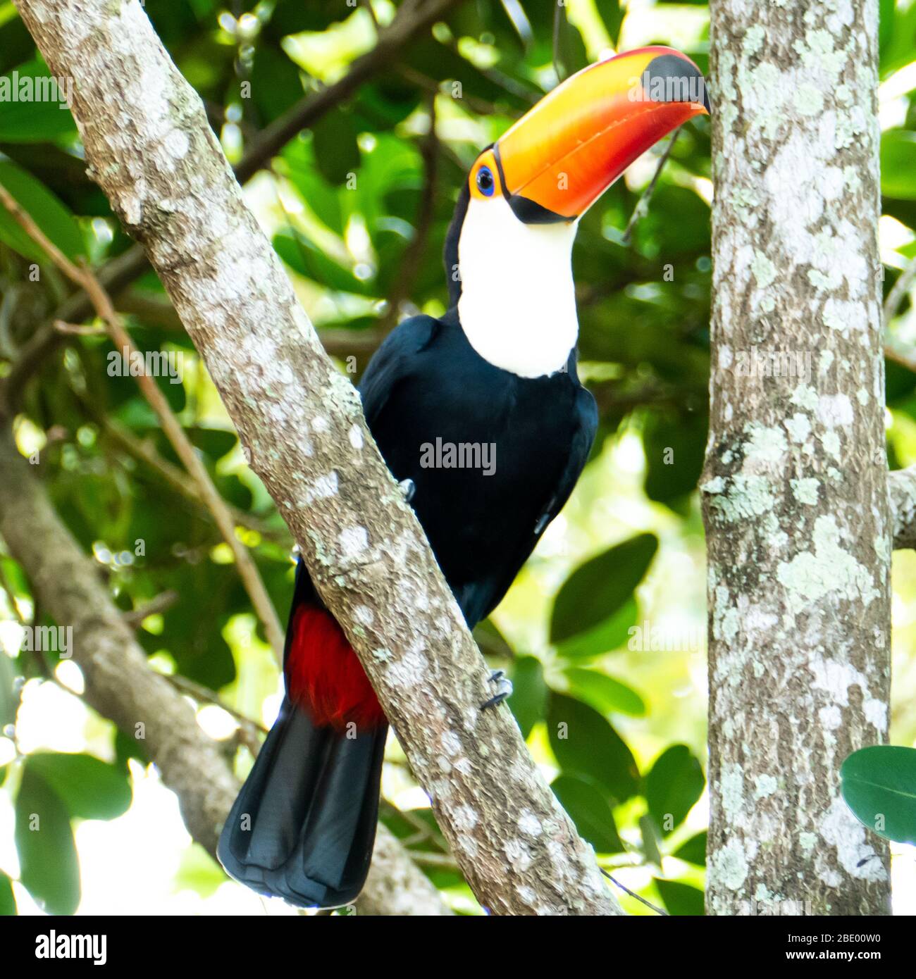 Toucan im brasilianischen Wald. Fotografiert in Espirito Santo State, Brasilien. Stockfoto