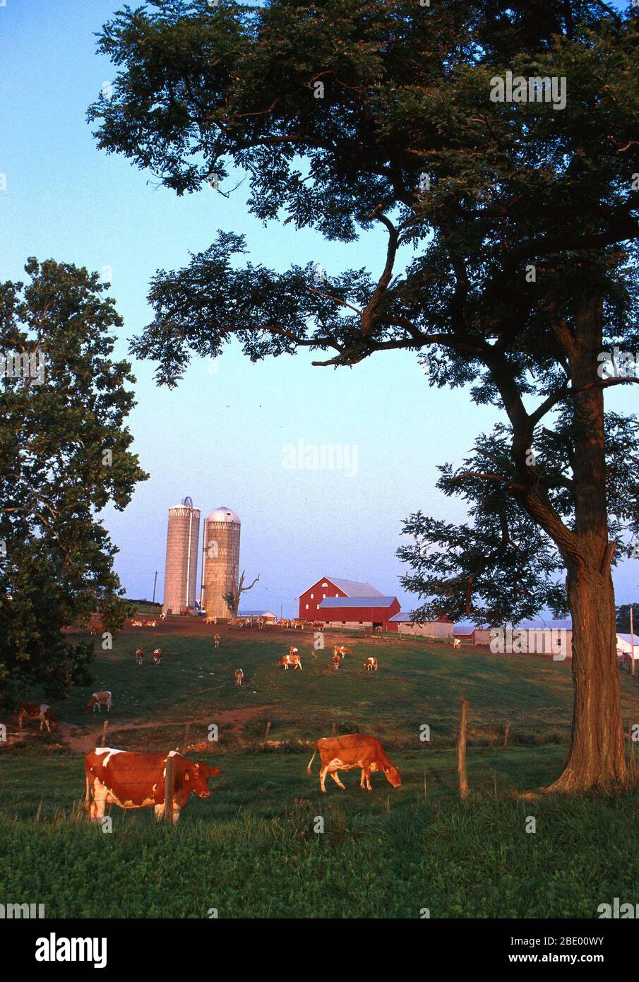 Dairy farm Stockfoto