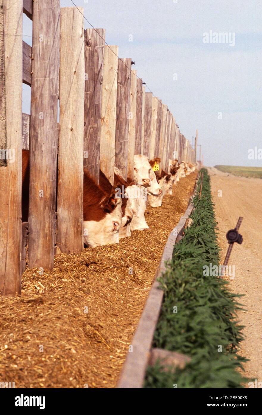 Fütterung von Rindern Stockfoto