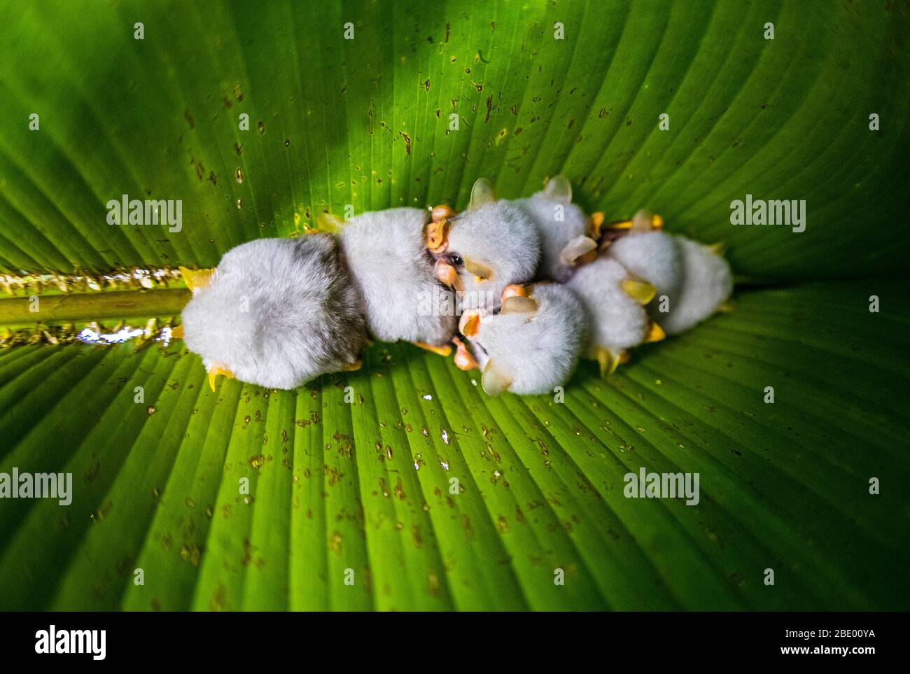 Honduranische weiße Fledermaus (Ectophylla alba), Sarapiqui, Costa Rica Stockfoto