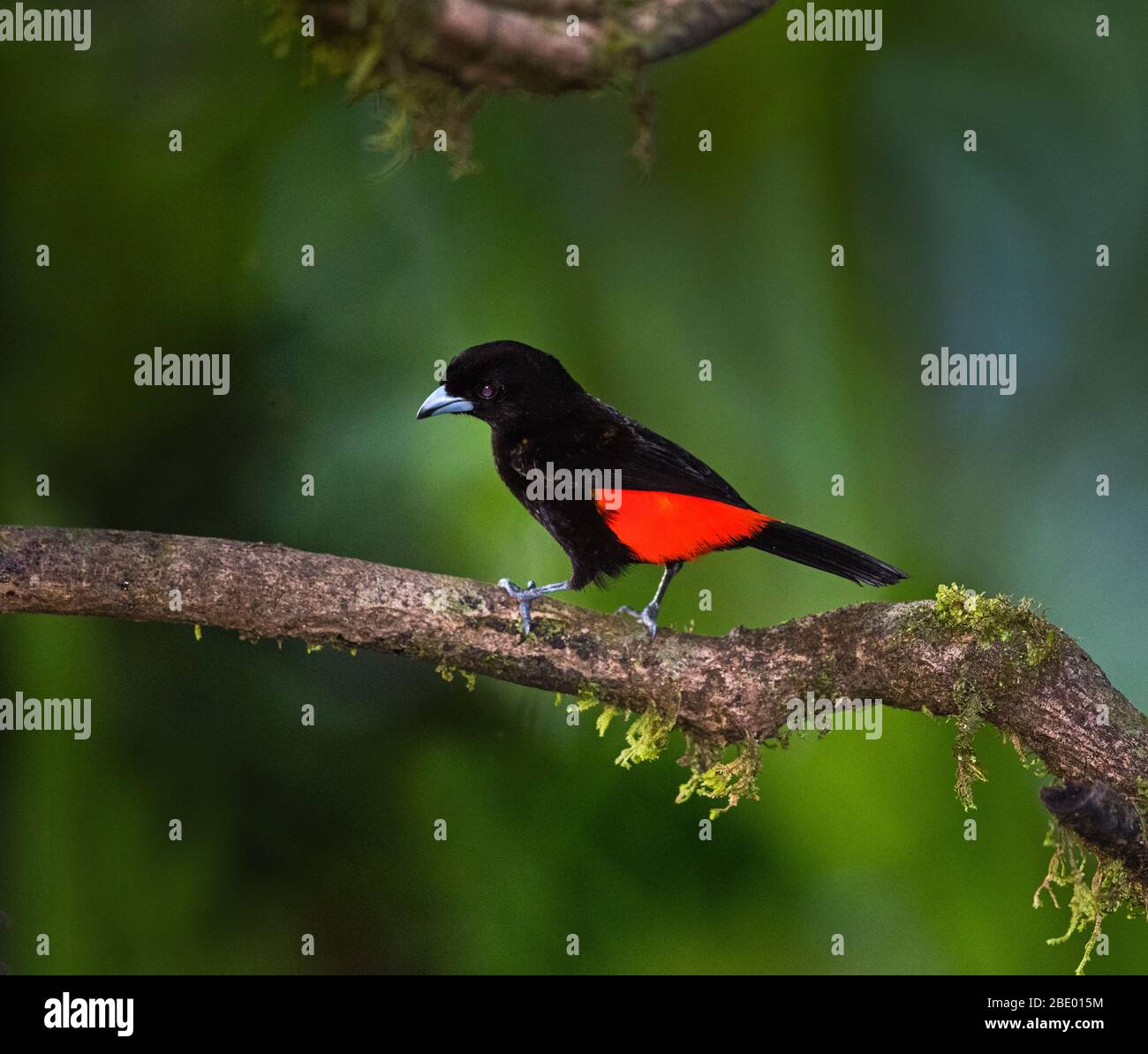Schwarz-roter Vogel auf Ast, Sarapiquit, Costa Rica Stockfoto