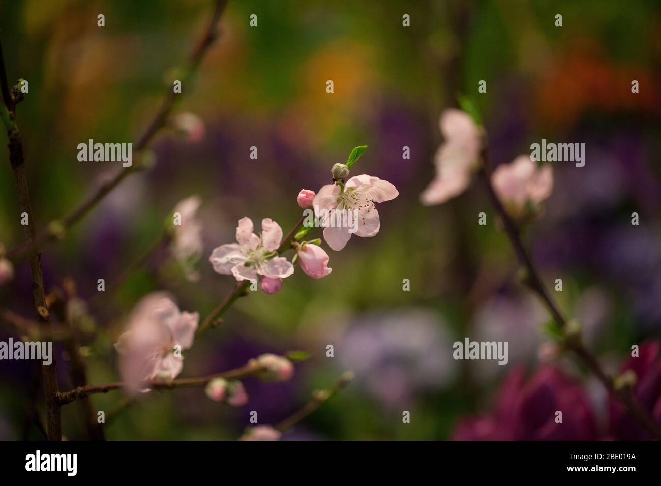 Rosafarbene Baumblüten in einem Frühlingsgarten Stockfoto