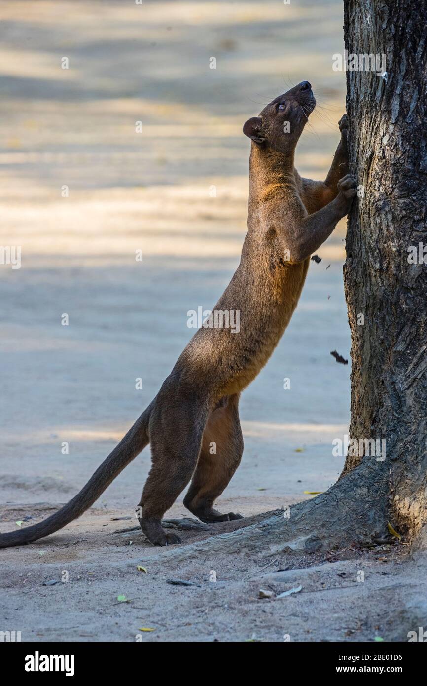 Fossa (Cryptoprocta ferox), Madagaskar Stockfoto