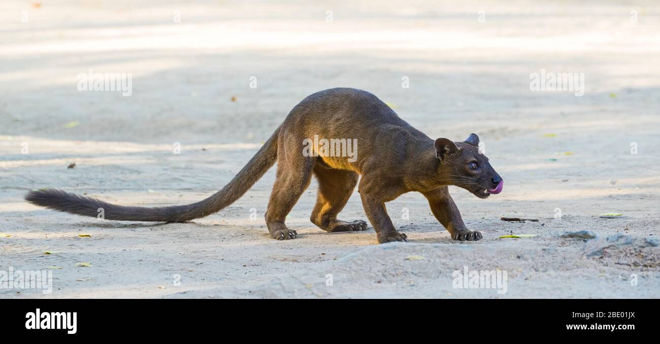 Fossa (Cryptoprocta ferox), Madagaskar Stockfoto