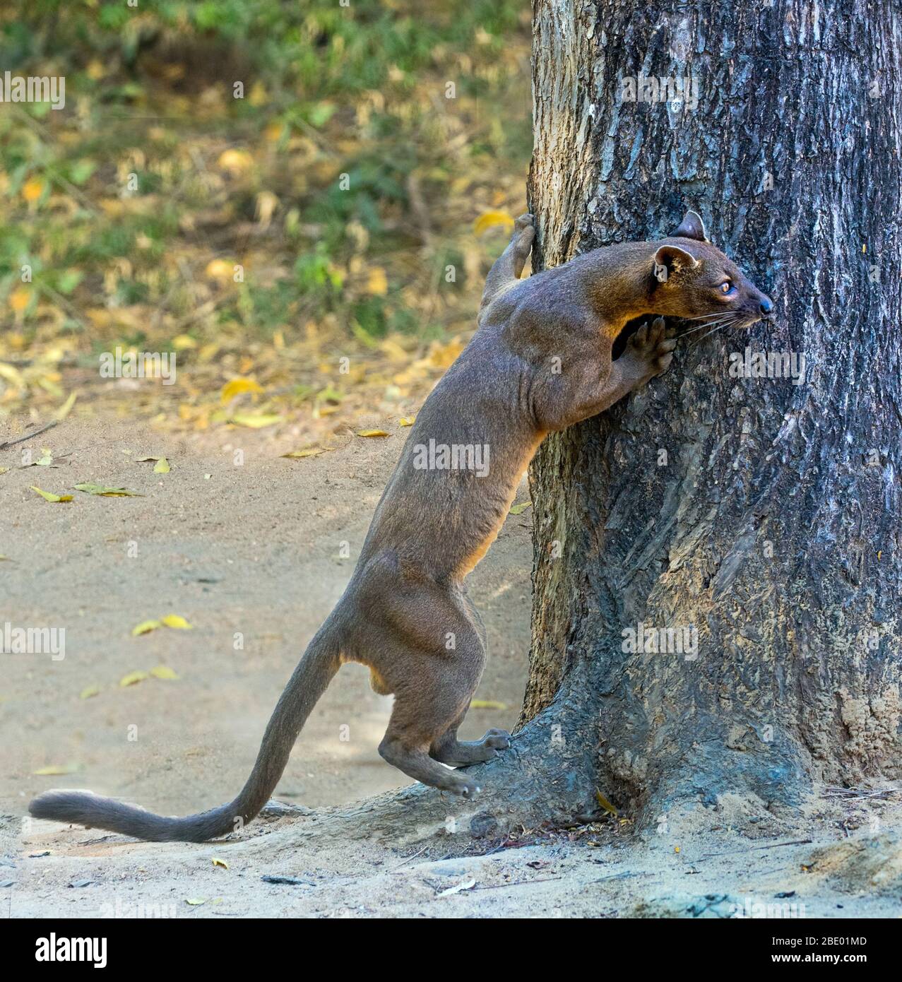 Fossa (Cryptoprocta ferox), Madagaskar Stockfoto