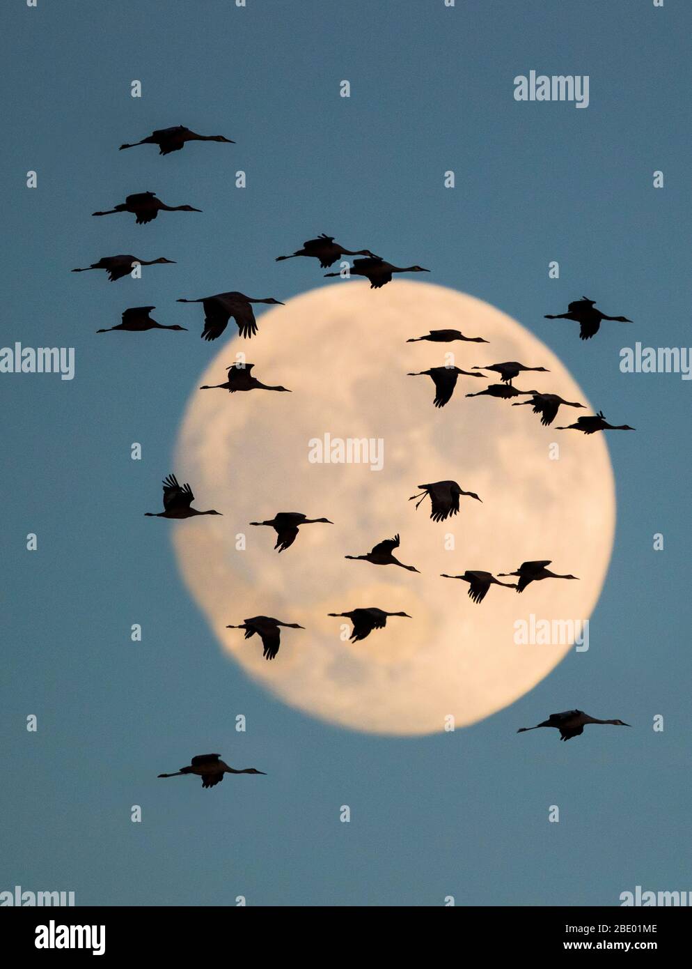 Große Gruppe von Sandhügelkranen (Antigone canadensis), die gegen den Mond fliegen, Soccoro, New Mexico, USA Stockfoto