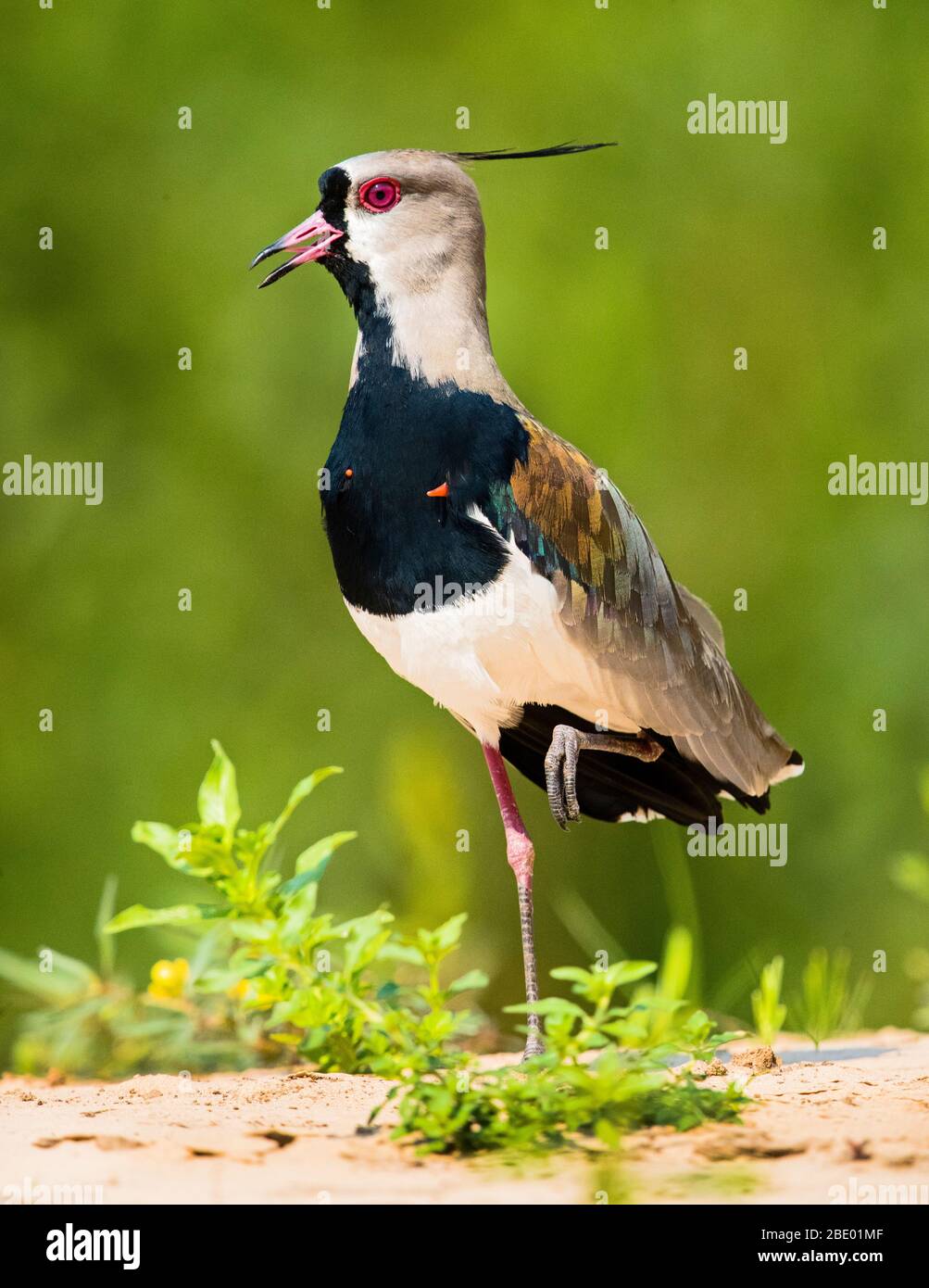 Südliche Kiebitz (Vanellus chilensis), Pantanal, Brasilien Stockfoto