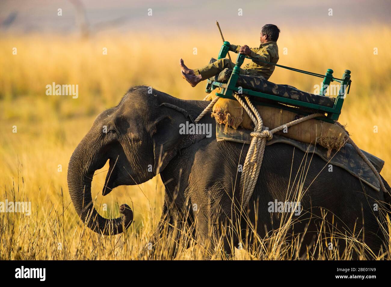 Indischer Elefant (Elephas maximus indicus) und Mahout, Indien Stockfoto