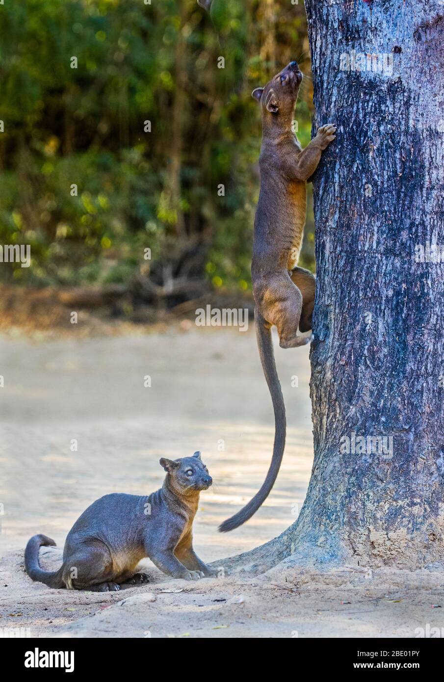 Nahaufnahme Foto von fossas (Cryptoprocta ferox), Madagaskar Stockfoto