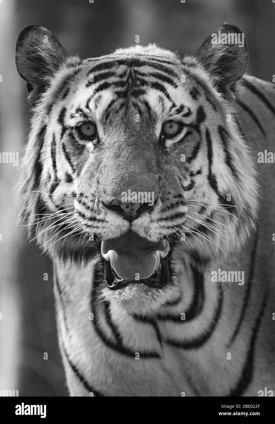 Nahaufnahme eines bengalischen Tigers (Panthera tigris tigris), Indien Stockfoto