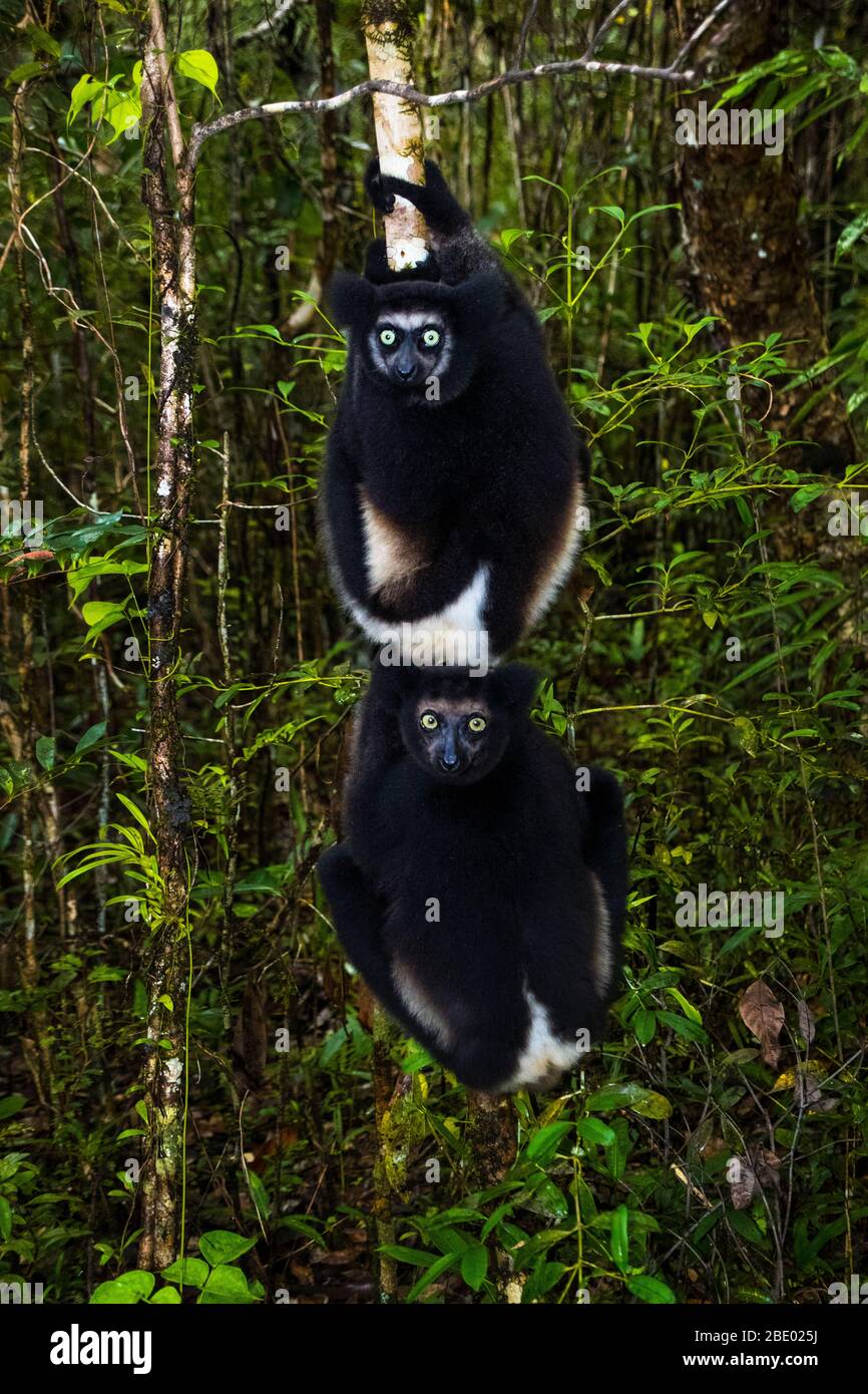 Schwarze indris (Indri indri) unter Bäumen, Palmarium, Madagaskar Stockfoto