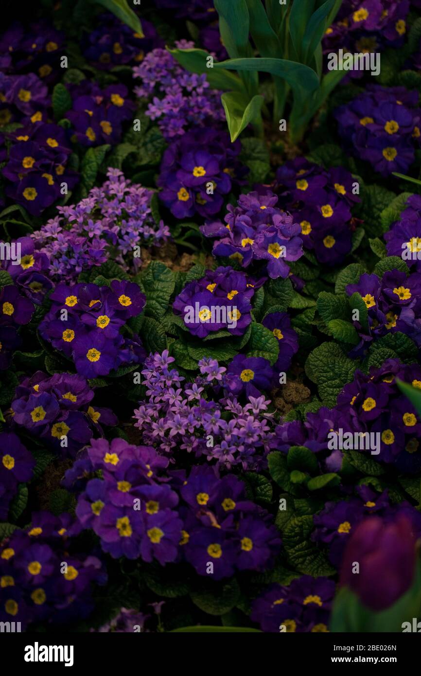 Violette primula vulgaris, Primel. Blühende Primula im Garten im Frühling. Stockfoto