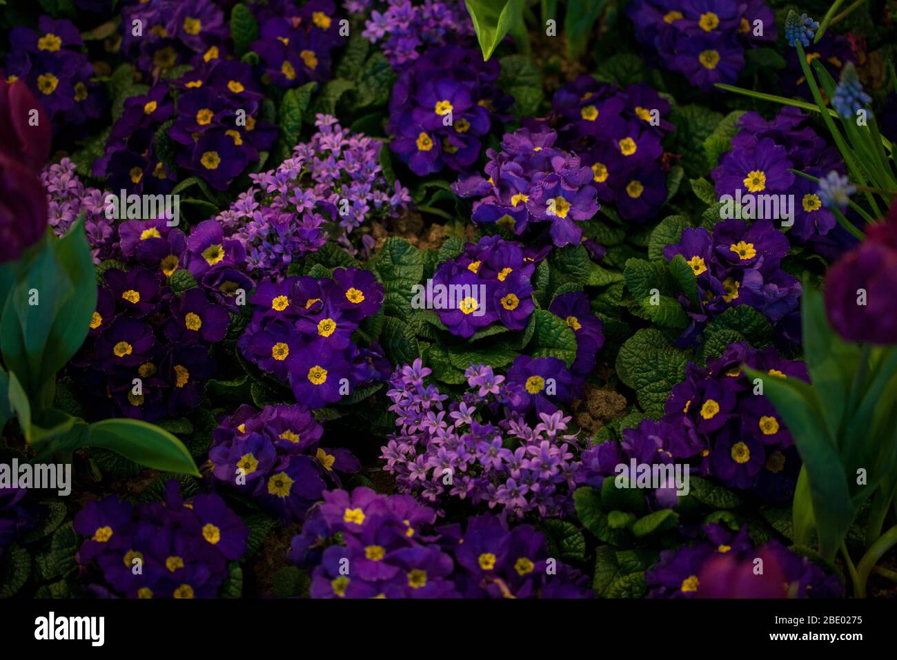 Violette primula vulgaris, Primel. Blühende Primula im Garten im Frühling. Stockfoto