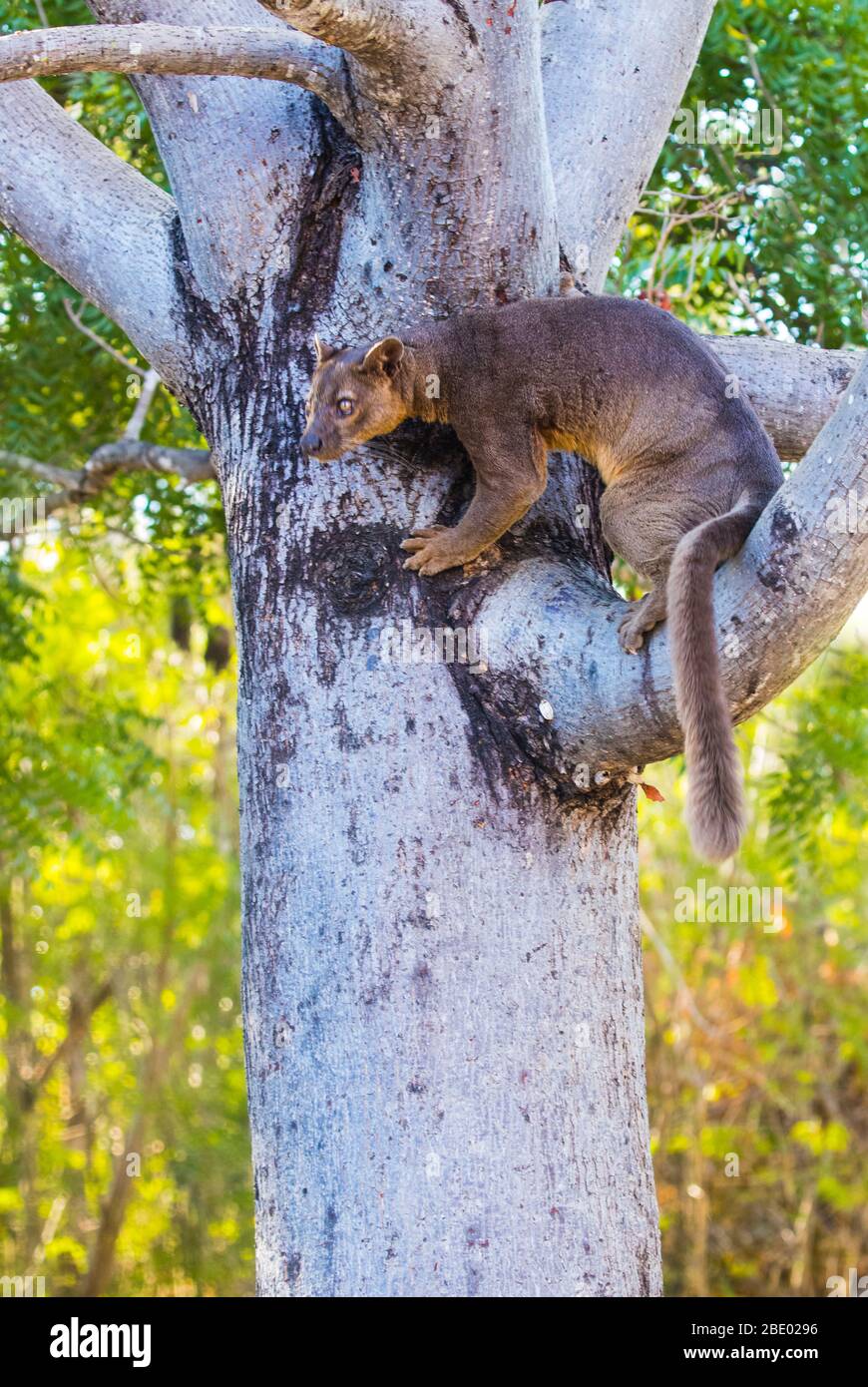 Nahaufnahme von Fossa (Cryptoprocta ferox) auf Ast, Madagaskar Stockfoto