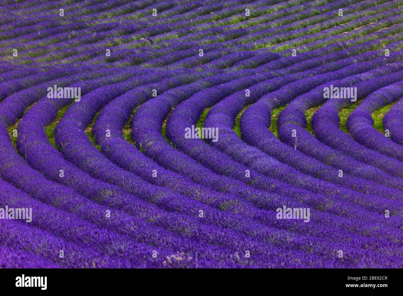 Nahaufnahme der Reihen eines Lavendelfeldes. Provence, Frankreich Stockfoto