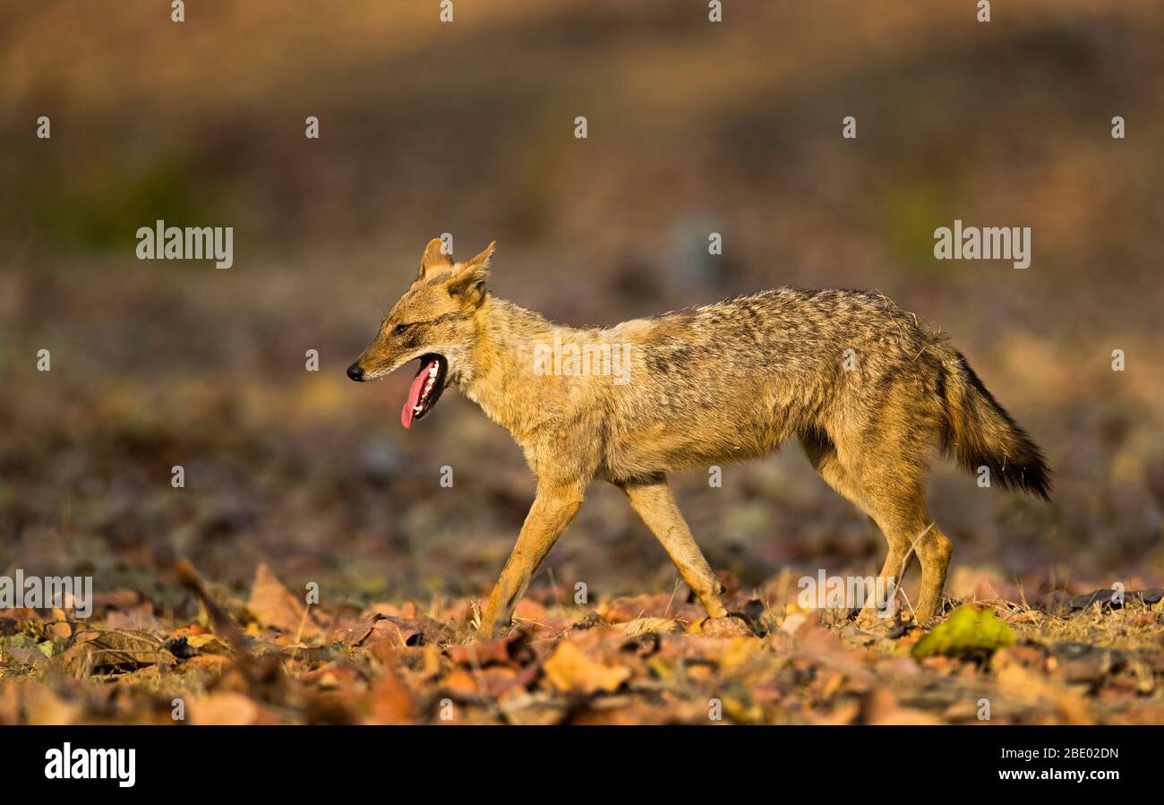 Nahaufnahme des indischen Schakals (Canis aureus indicus), Indien Stockfoto