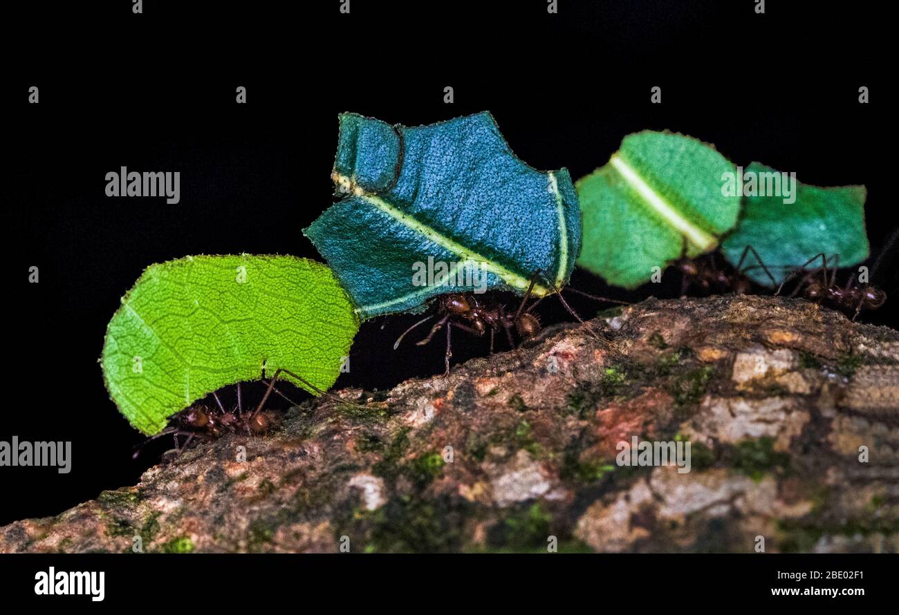 Nahaufnahme von Blattlättchen-Ameisen (Atta) mit Blättern, Sarapiqui, Costa Rica Stockfoto