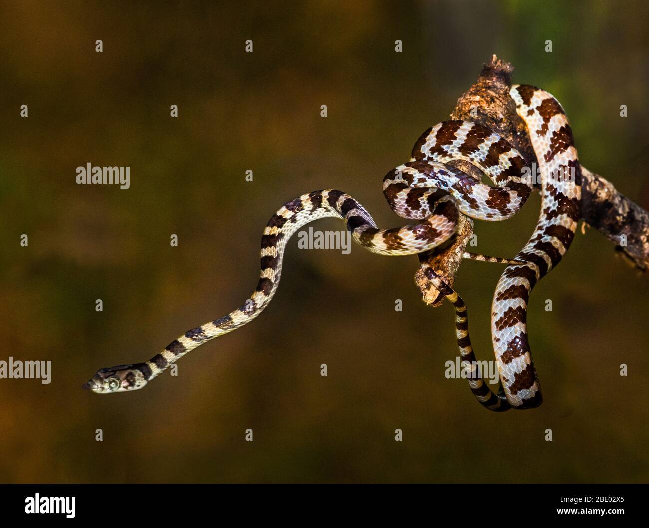 Braun gestreifte Schlange kriecht auf Baumzweig, Madagaskar Stockfoto