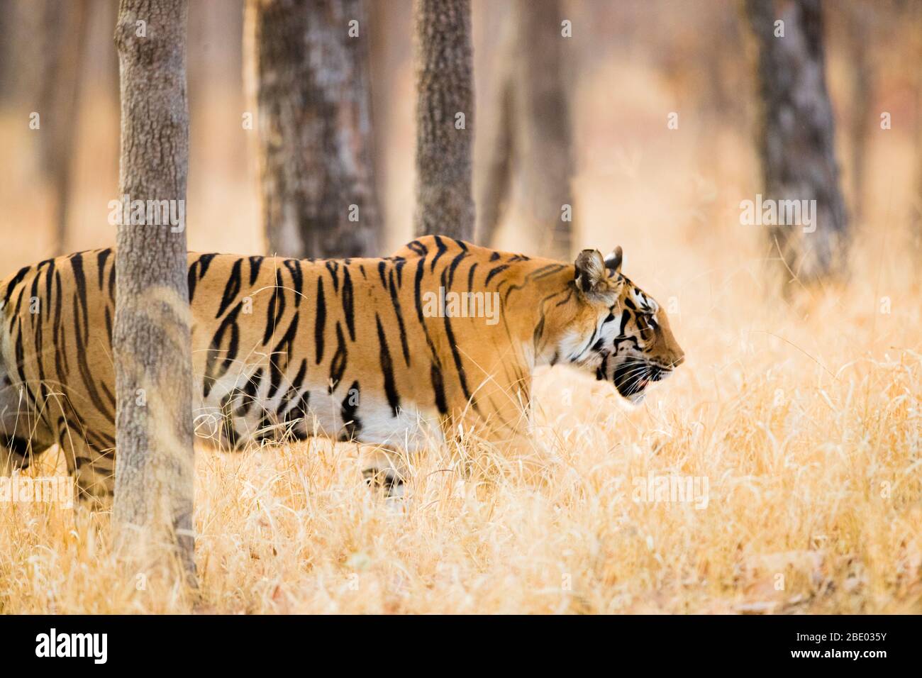 Tiger (Panthera tigris) Wandern im Freien, Indien Stockfoto
