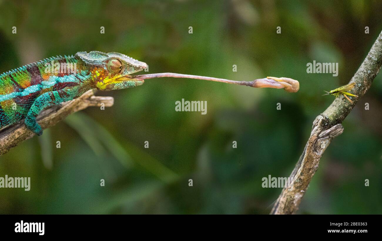 Panther Chamäleon (Furcifer pardalis), das Insekt fängt, Madagaskar Stockfoto