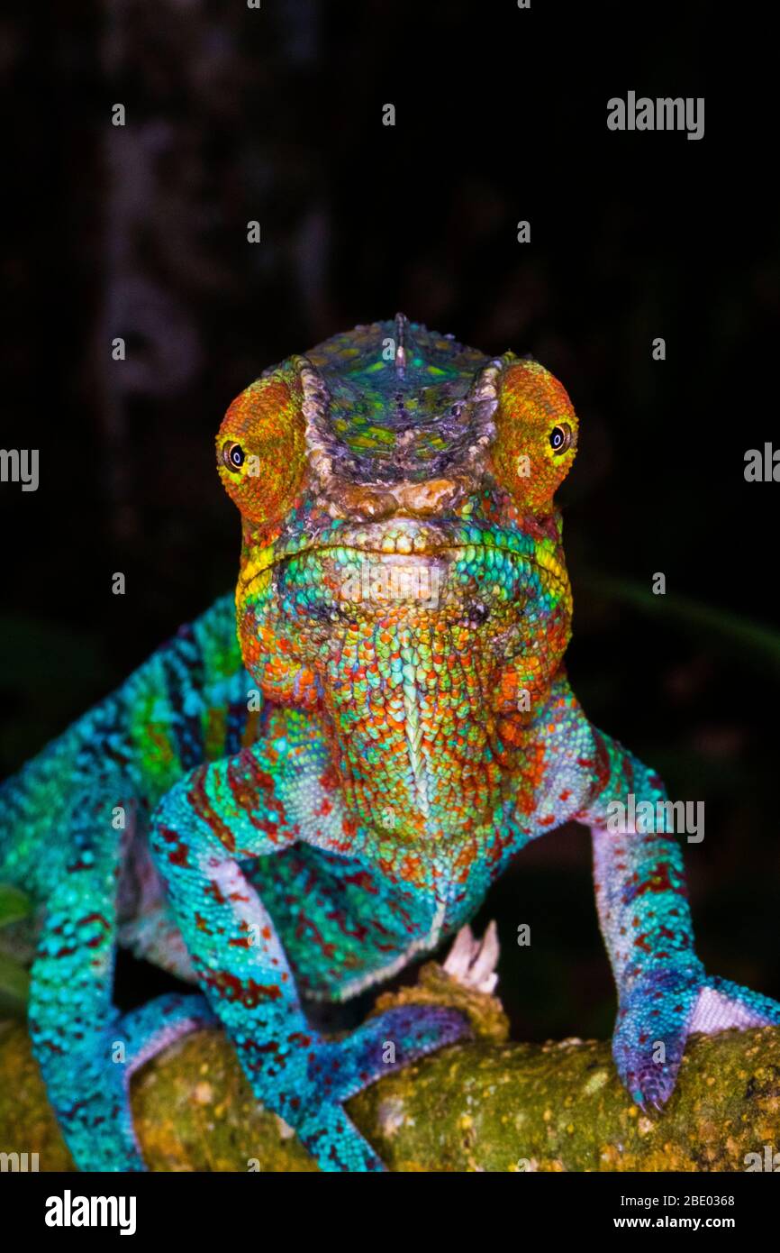 Porträt des Panther Chamäleons (Furcifer pardalis) auf Ast ruhend, Madagaskar Stockfoto