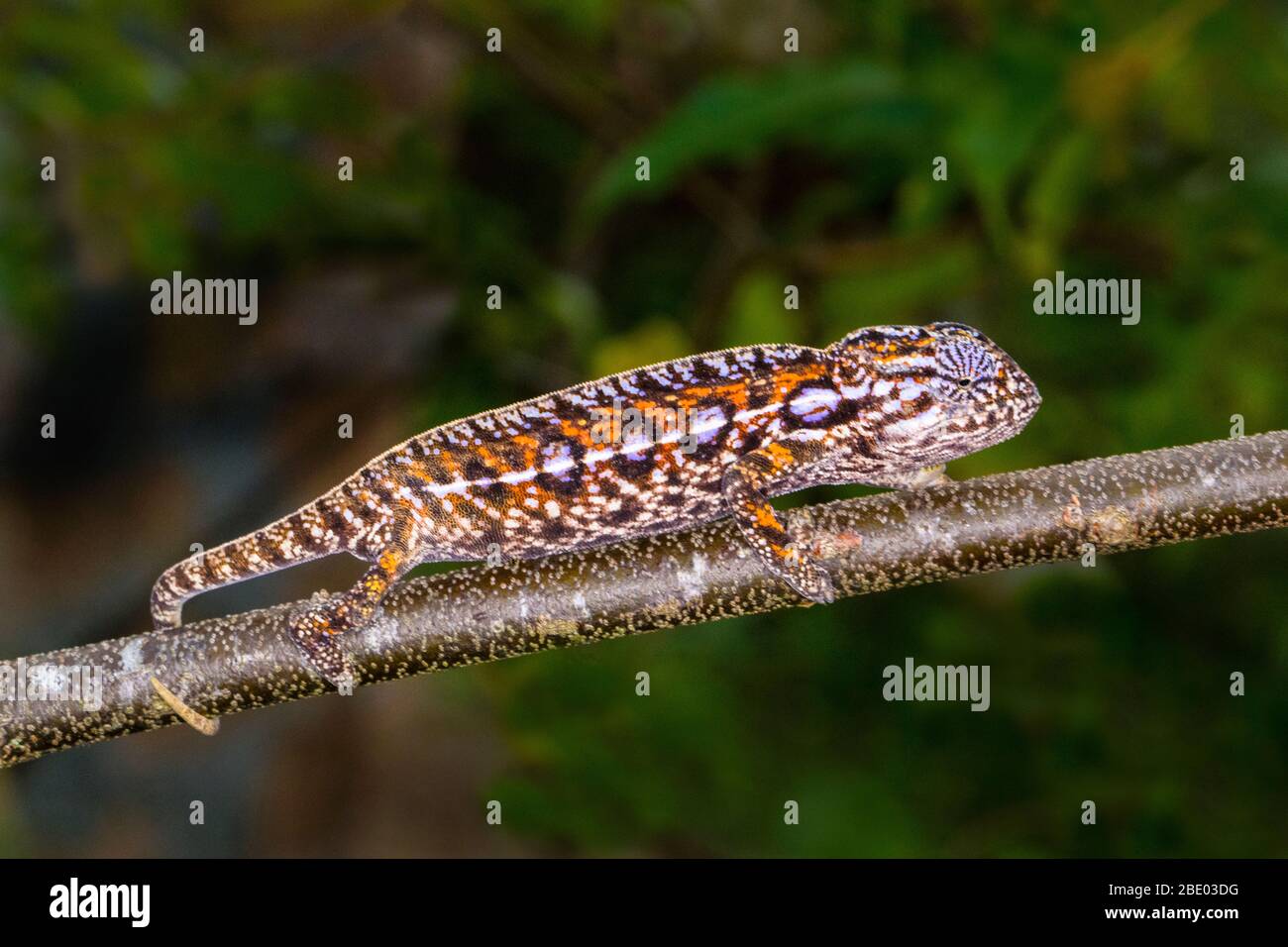 Nahaufnahme von Gecko auf Ast stehend, Madagaskar Stockfoto