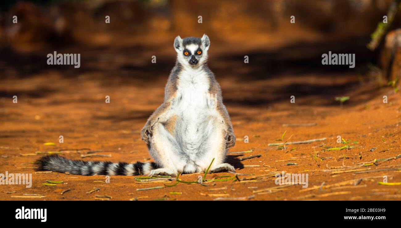 Porträt des Ringelwedelmammers (Lemur catta), Madagaskar Stockfoto