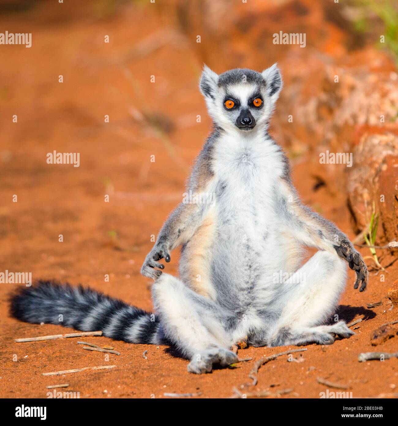 Porträt des Ringelwedelmammers (Lemur catta), Madagaskar Stockfoto