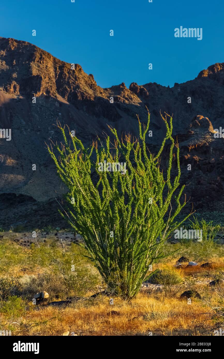 Ocotillo, Fourquieria splendens, mit üppigen Blättern in den Black Mountains entlang der historischen Route 66 in der Nähe von Oatman, Arizona, USA Stockfoto